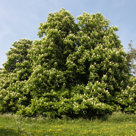 Каштан конский (лат. Aеsculus hippocаstanum) 7 шт, семена 