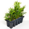 Туя западная Смарагд (лат. (Thuja occidentalis 'Smaragd'), сеянцы, 10 шт