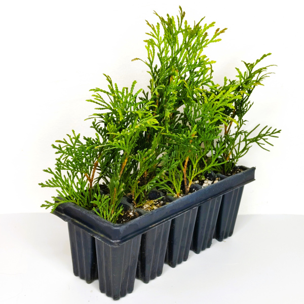 Туя западная Смарагд (лат. (Thuja occidentalis 'Smaragd'), сеянцы, 10 шт
