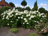Гортензия древовидная Аннабель (лат. Hydrangea arborescens 'Annabelle')