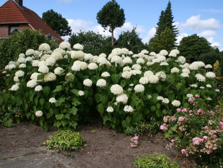 Гортензия древовидная Аннабель (лат. Hydrangea arborescens 'Annabelle')