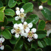 Кизильник самшитолистный (лат. Cotoneaster buxifolius) в ягодах, семена 