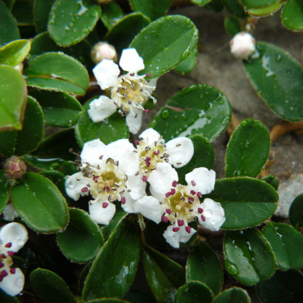 Кизильник самшитолистный (лат. Cotoneaster buxifolius) в ягодах, семена 