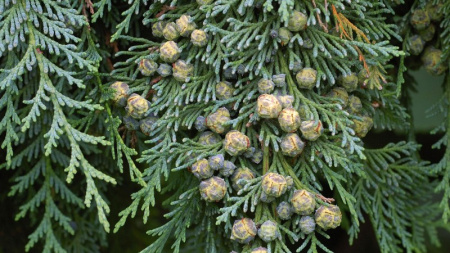 Кипарисовик Лоусона (лат. Chamaecyparis lawsoniana), семена 0,2 грамма