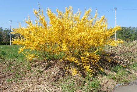 Форзиция свисающая (лат. Forsythia suspensa), семена