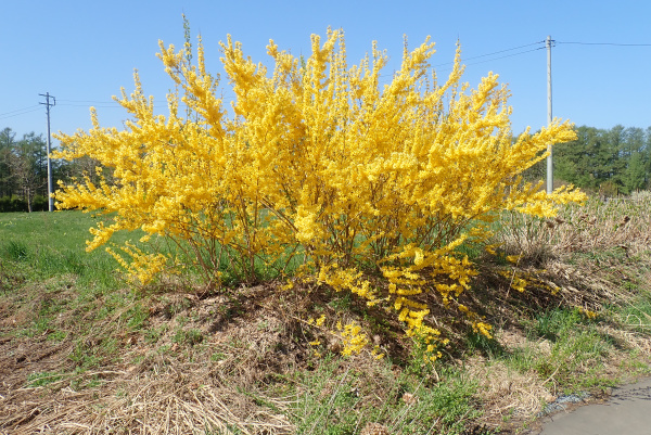 Форзиция свисающая (лат. Forsythia suspensa), семена