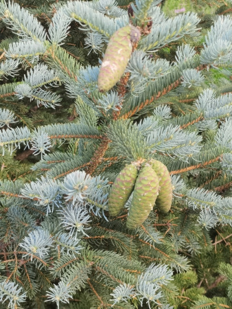 Ель Мейера (лат. Picea meyeri), семена