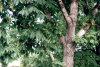 Ясень маньчжурский (лат. Frаxinus mandshurica), семена