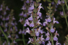 Шалфей лекарственный (лат. Salvia officinalis), 100 шт