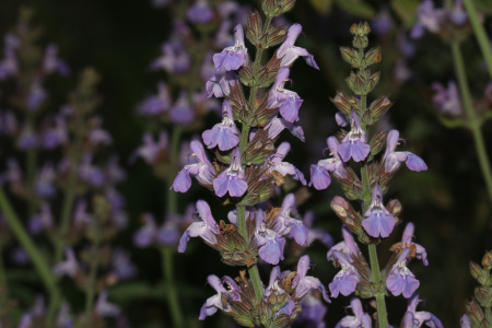 Шалфей лекарственный (лат. Salvia officinalis), 100 шт