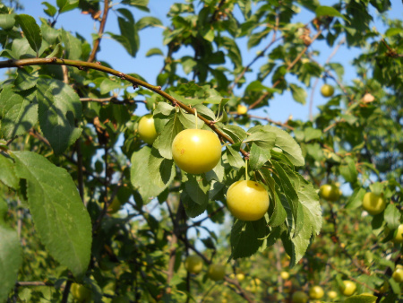 Алыча, или слива растопыренная желтые плоды (лат. Prunus cerasifera), семена
