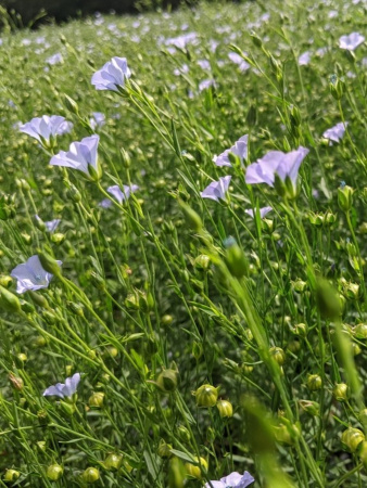 Лен обыкновенный голубой (лат. Linum usitatissimum), семена 200 шт