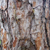 Сосна обыкновенная (лат. Pinus sylvestris), семена