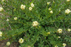 Ракитник белый (лат. Cytisus albus), семена
