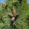 Кедровый стланик (лат. Pinus pumila), семена