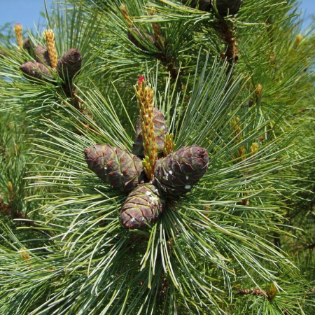 Кедровый стланик (лат. Pinus pumila), семена