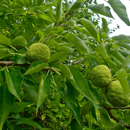 Маклюра оранжевая, или яблоносная (лат. Maclura pomifera), семена
