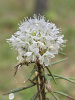 Рододендрон войлочный, или болотный (лат. Rhododendron tomentosum), семена 0,05 грамм