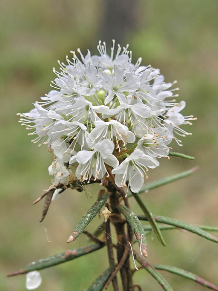 Рододендрон войлочный, или болотный (лат. Rhododendron tomentosum), семена 0,05 грамм