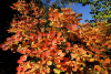 Скумпия кожевенная Голден Спирит (Cotinus coggygria 'Golden Spirit'), семена