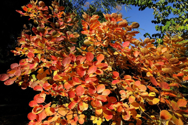 Скумпия кожевенная Голден Спирит (Cotinus coggygria 'Golden Spirit'), семена