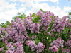Сирень обыкновенная (лат. Siringa vulgaris), семена