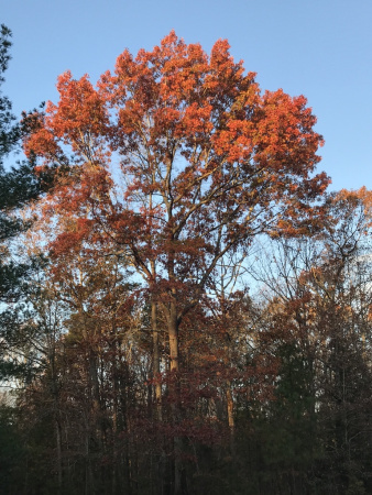 Дуб шарлаховый (лат. Quercus coccinea) 10 штук, семена