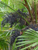 Пальма Трахикарпус Форчуна (лат. Trachycarpus fortunei), саженец, 1 шт