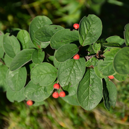 Кизильник войлочный (лат. Cotoneaster tomentosus), семена