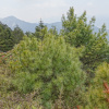 Сосна Арманда, или Сосна белая китайская (лат. Pinus armandii), семена