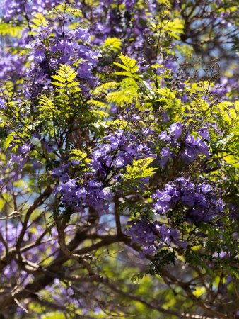 Жакаранда мимозолистная "Фиалковое дерево" (лат. Jacaranda mimosifolia), семена