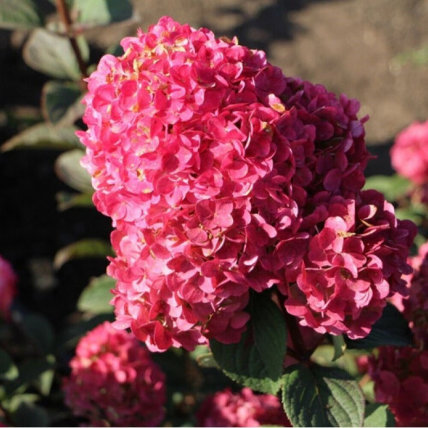 Гортензия метельчатая Самарская Лидия (лат. Hydrangea paniculata 'Samarskaya Lidiya')