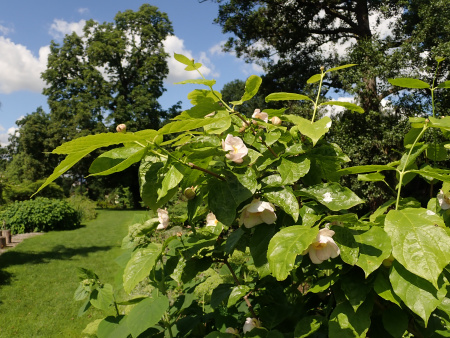 Каликант Чашецветник китайский (лат. Calycanthus chinensis), семена