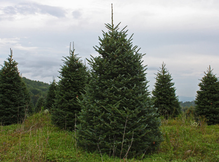 Ель сибирская (лат. Picea obovata), семена