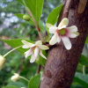 Лимонник китайский (лат. Schisandra chinensis), семена 