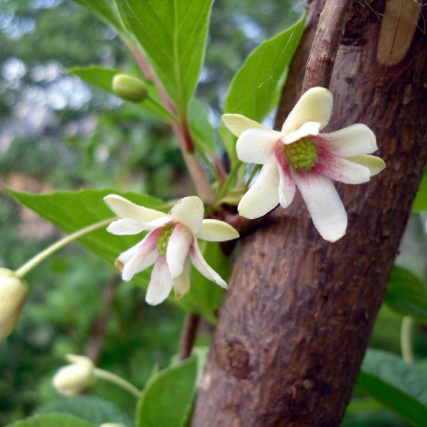 Лимонник китайский (лат. Schisandra chinensis), семена 
