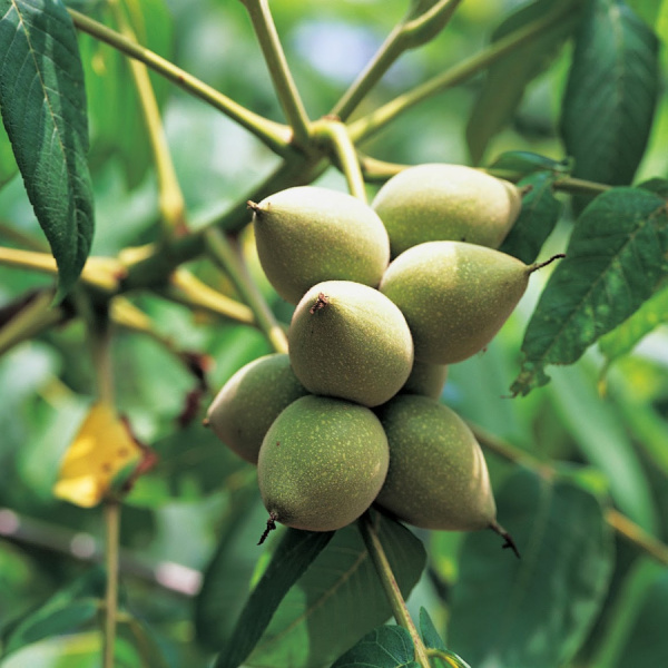 Орех маньчжурский (лат. Juglans mandshurica), семена
