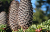 Пихта Фабри (лат. Abies fabri), семена