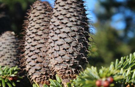 Пихта Фабри (лат. Abies fabri), семена