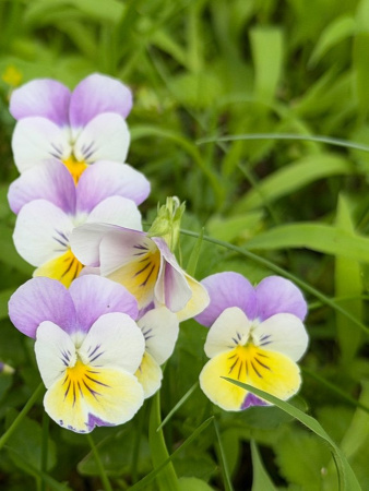 Фиалка трёхцветная, или анютины глазки (лат. Viola tricolor), семена 50 шт