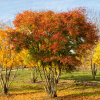 Клен татарский Хот Вингс (лат. Acer tataricum 'Hot Wings'), семена