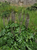 Акант обыкновенный (лат. Acanthus mollis), семена