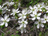 Тёрн, или Слива колючая (лат. Prunus spinosa), семена 