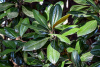 Магнолия крупноцветковая  (лат. Magnolia grandiflora), семена