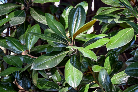 Магнолия крупноцветковая  (лат. Magnolia grandiflora), семена