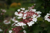 Калина Саржента (лат. Viburnum sargentii), семена