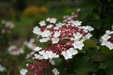 Калина Саржента (лат. Viburnum sargentii), семена