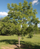 Орех сердцевидный (лат. Juglans cordiformis Max.) 10 штук, семена