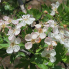 Боярышник однопестичный (лат. Crataegus monogyna), семена