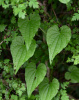 Тамус обыкновенный "Адамов корень" (лат. Dioscorea communis), семена